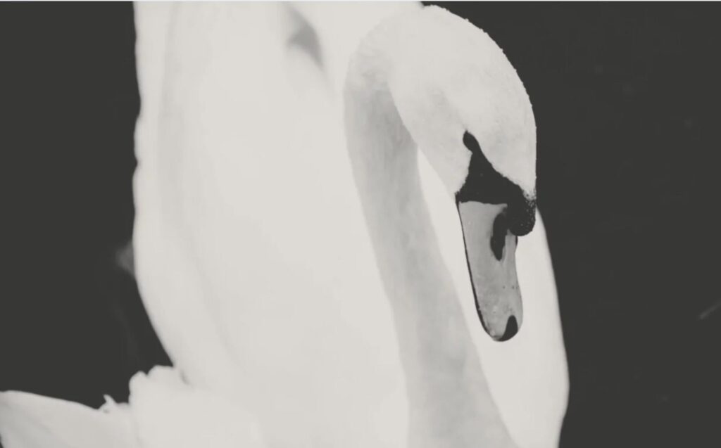 Flow advanced meditation online course