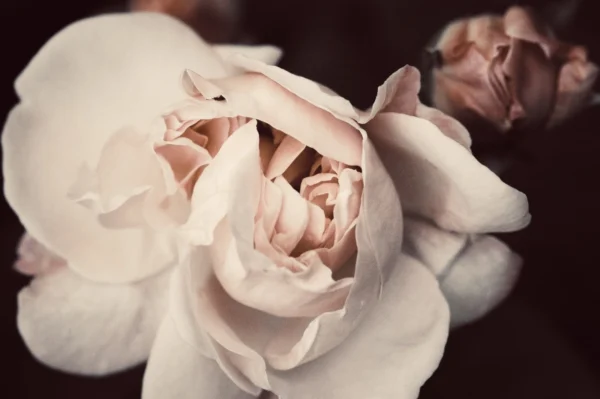Seeing Through the Heart